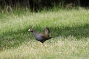 Black-tailed Native-hen - Merrilyn Serong