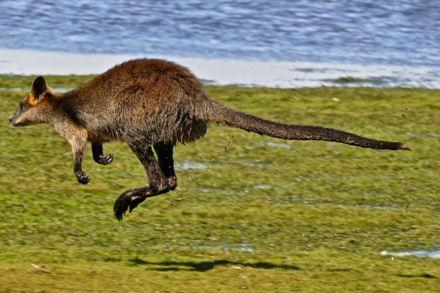 Swamp Wallaby - Rodger Scott